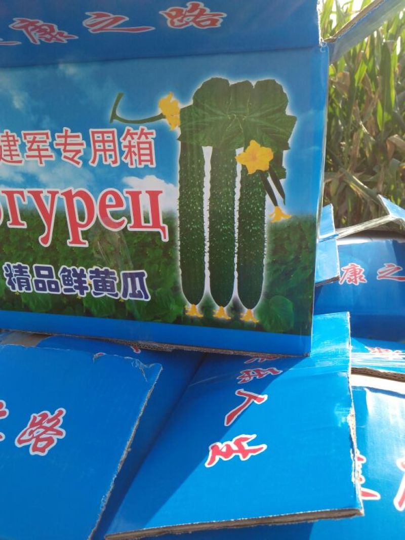 刺黄瓜鲜花带刺18~22公分