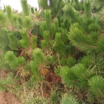 黑松8~10cm8~10cm2.5~3米