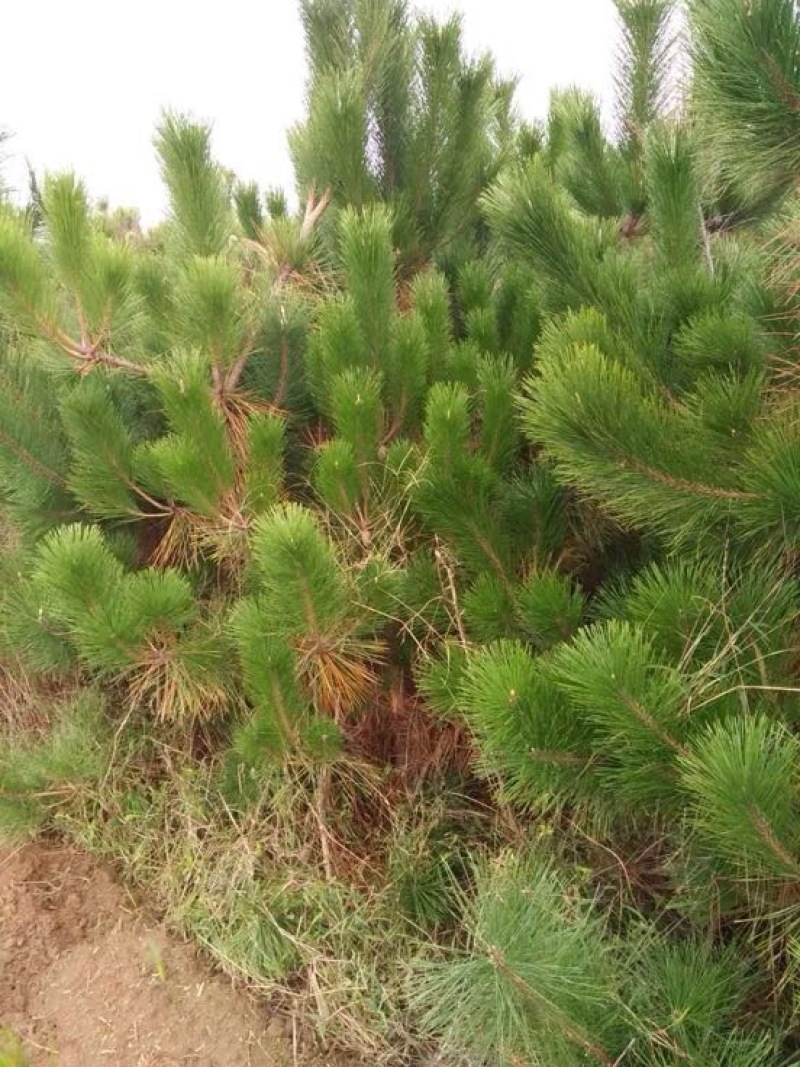 黑松8~10cm8~10cm2.5~3米