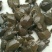 生态甲鱼2.5~3斤