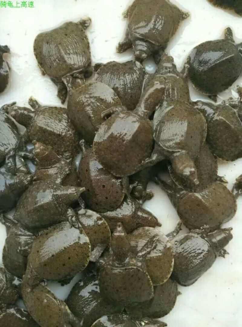 生态甲鱼2.5~3斤