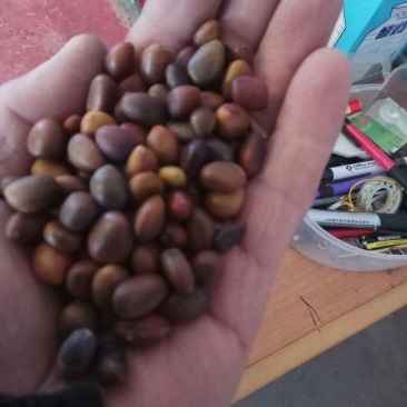 大皂角优选皂角种籽，皂角米