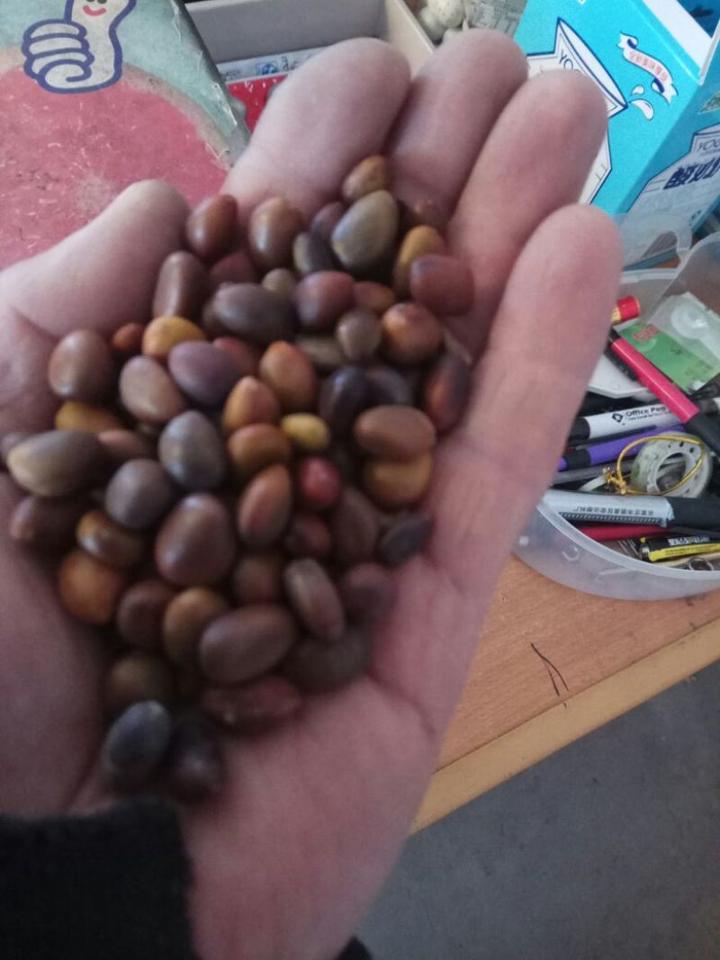 大皂角优选皂角种籽，皂角米