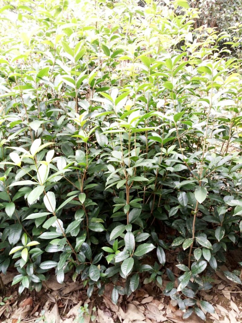 桂花树，八月桂花，四季桂，河南省潢川县苗木基地直销批发