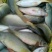 乌鲤食用2两