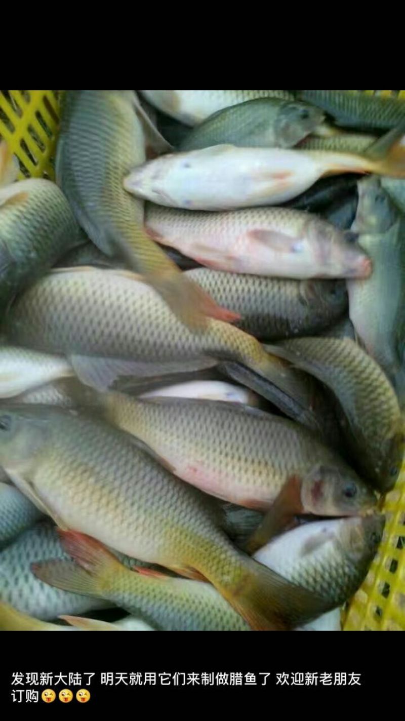 乌鲤食用2两