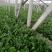 名门菠菜25~30厘米