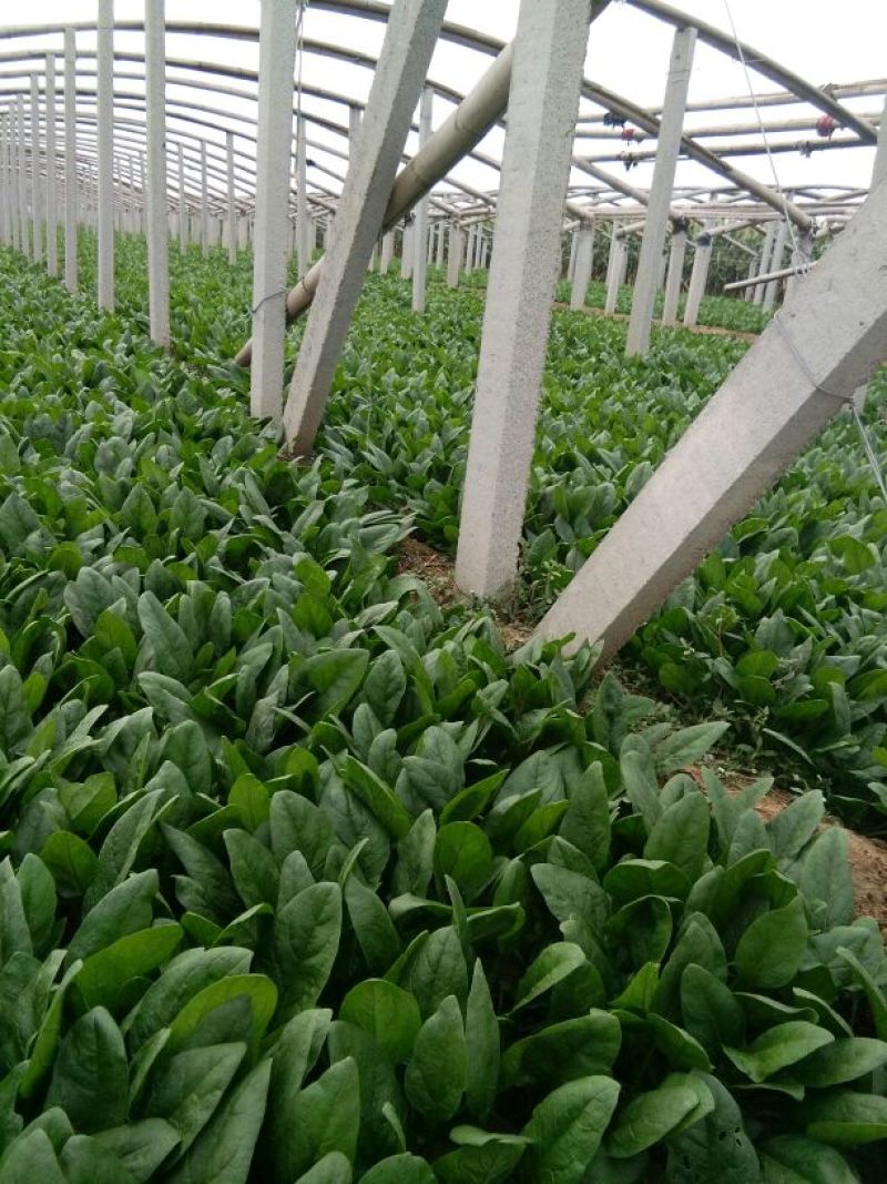 名门菠菜25~30厘米