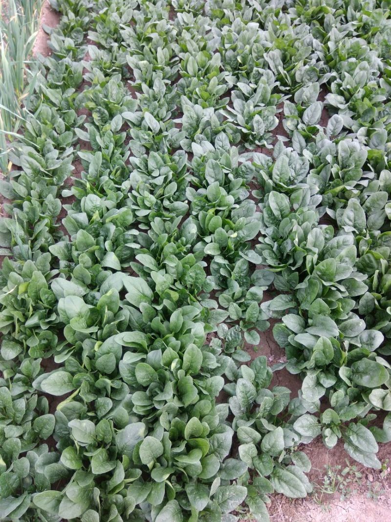 菠菜25~30厘米