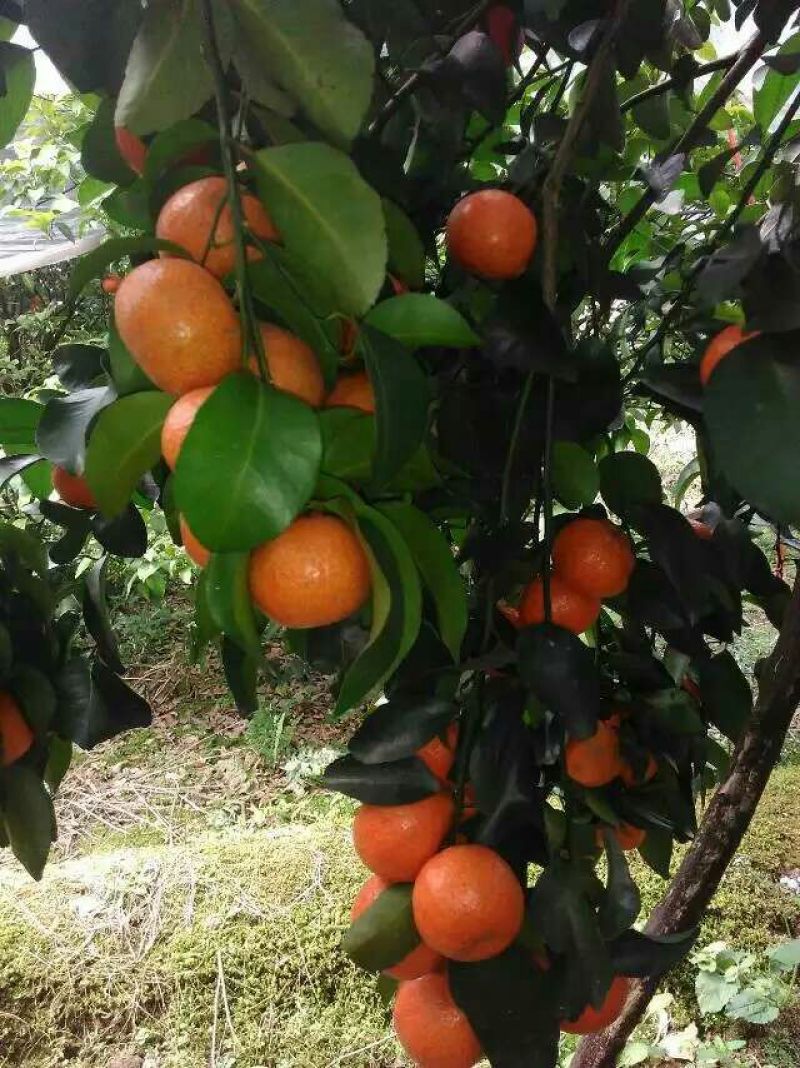 沙糖桔一级