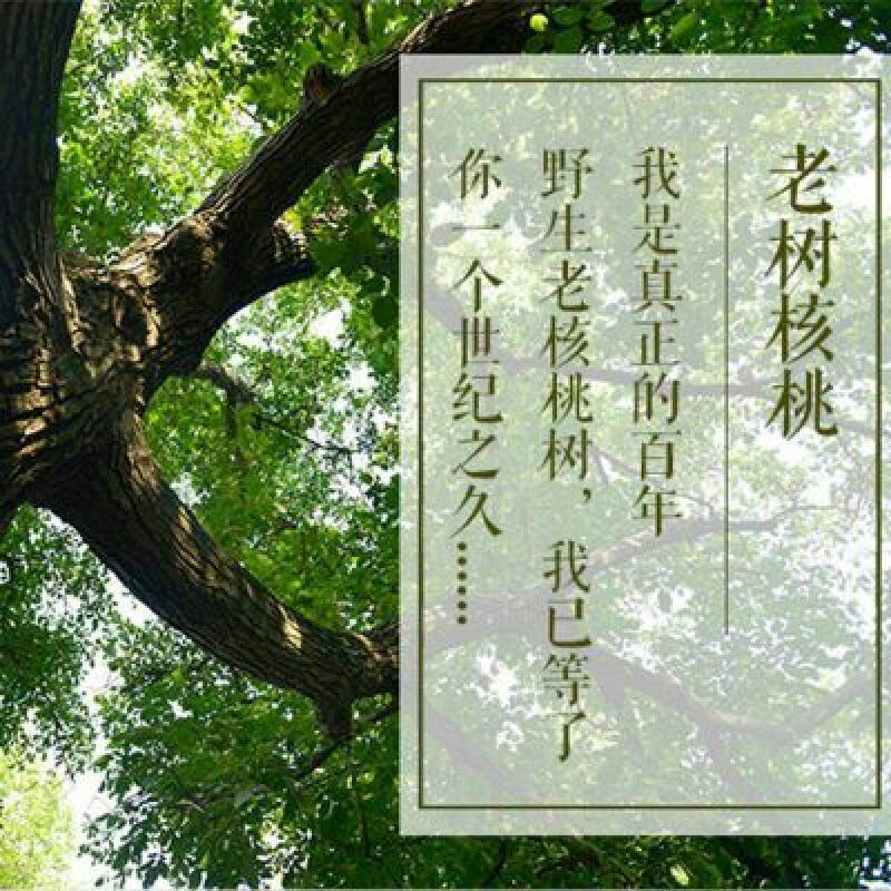 山核桃去皮