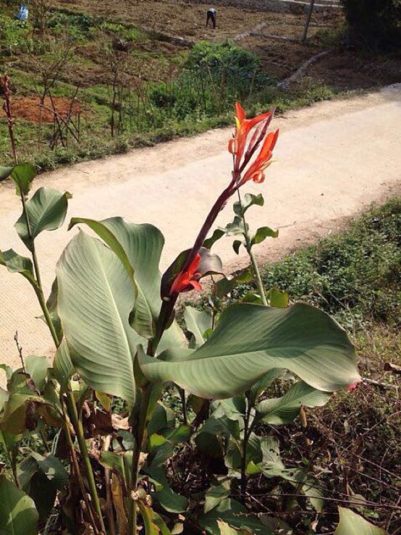 蕉芋粉