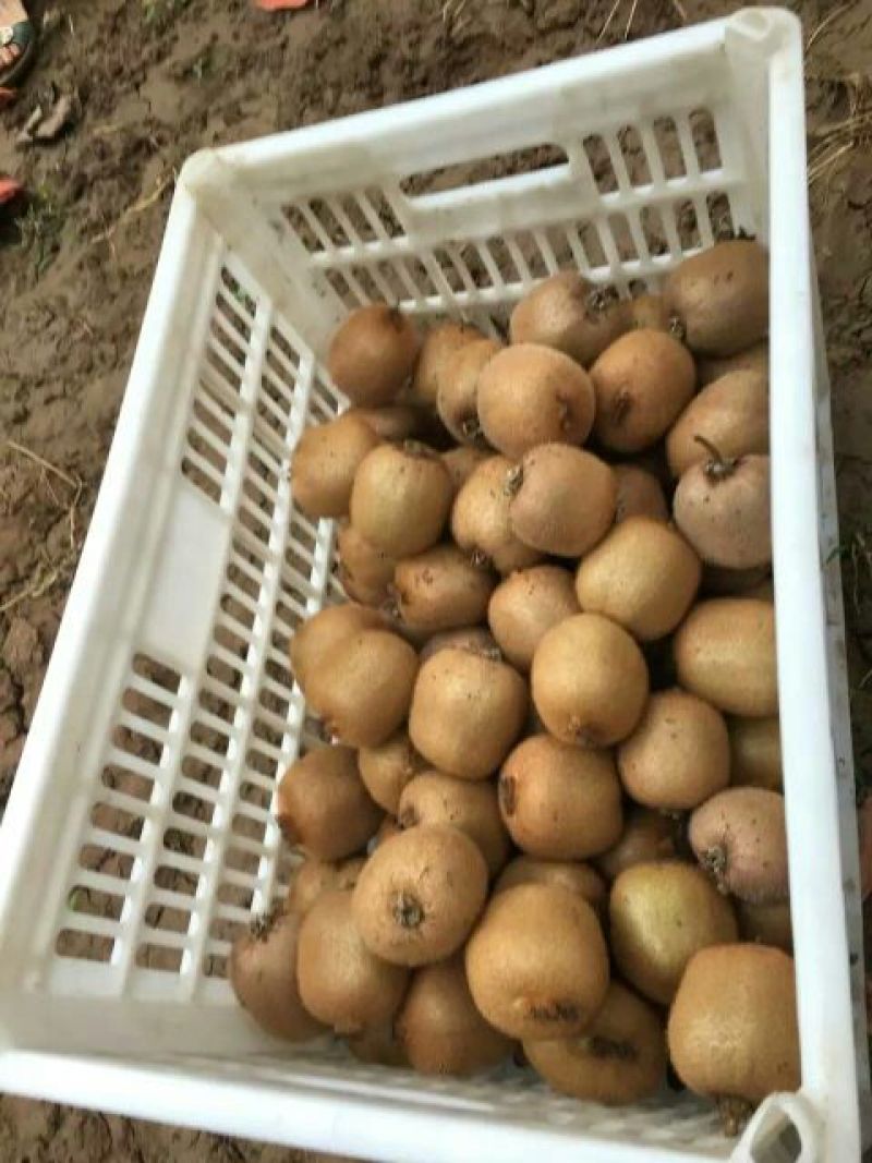 周至猕猴桃