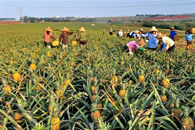 菲律宾(巴厘)菠萝广东湛江徐闻县_批发_供应