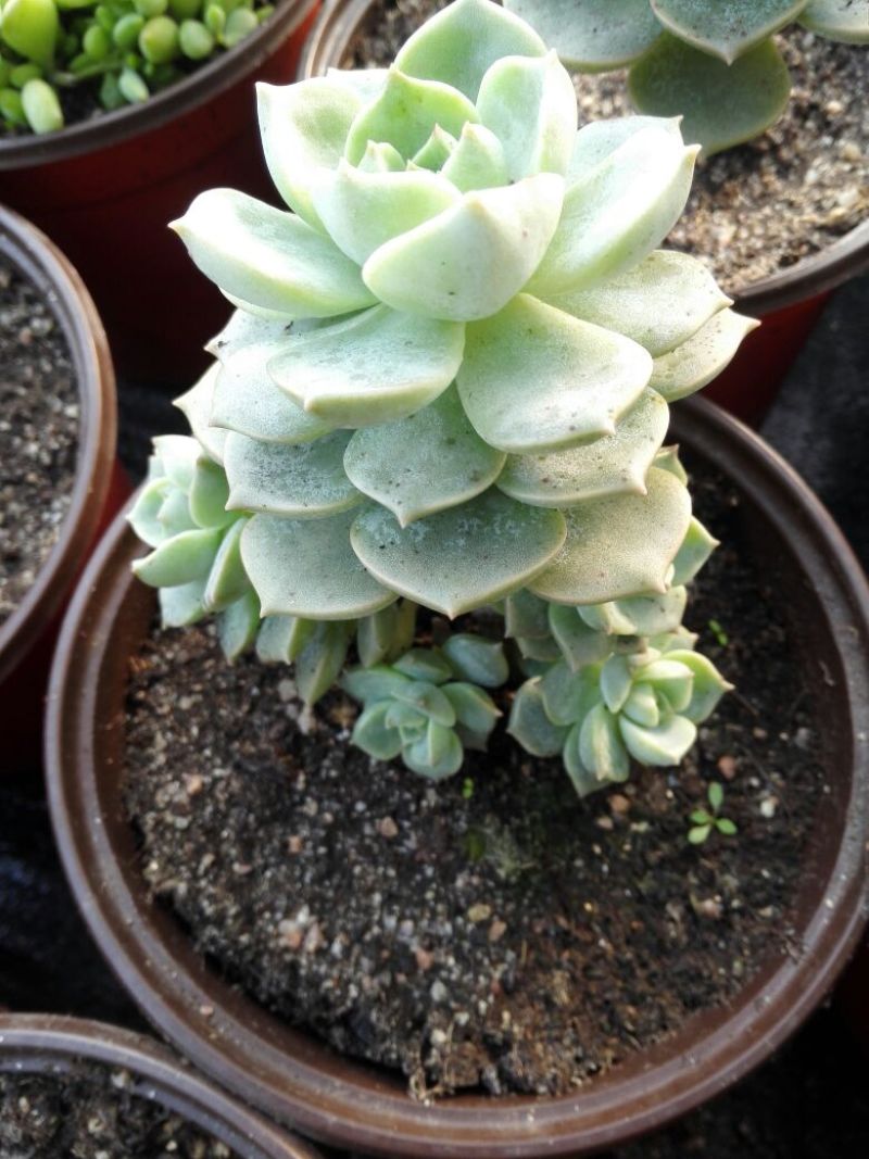 多肉植物带盆栽好