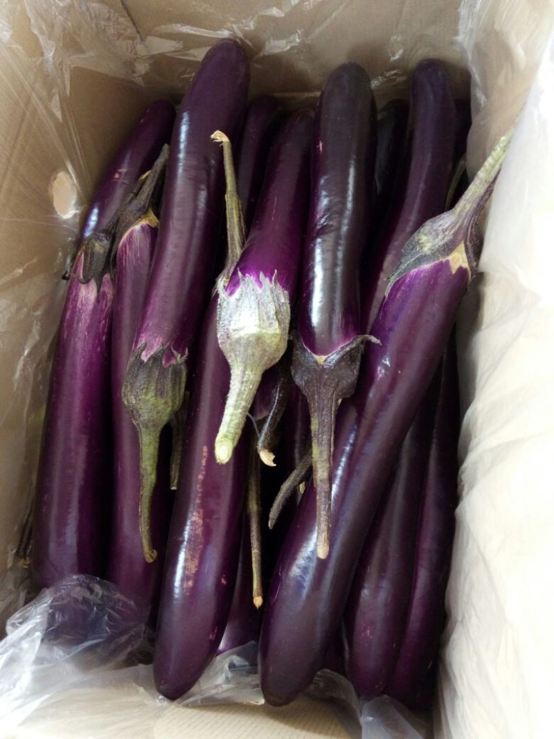 徐闻县精品紫红茄，7两以上，现大量上市，需要的联系我