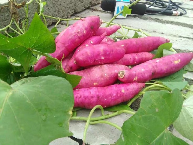红薯