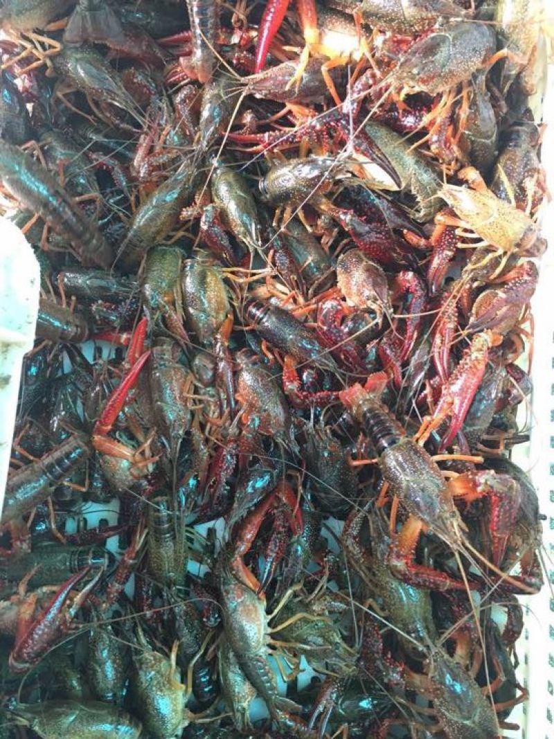 青虾