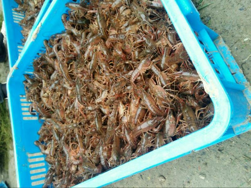 龙虾苗龙虾种伊乐藻地笼
