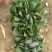 越冬菠菜20~25厘米