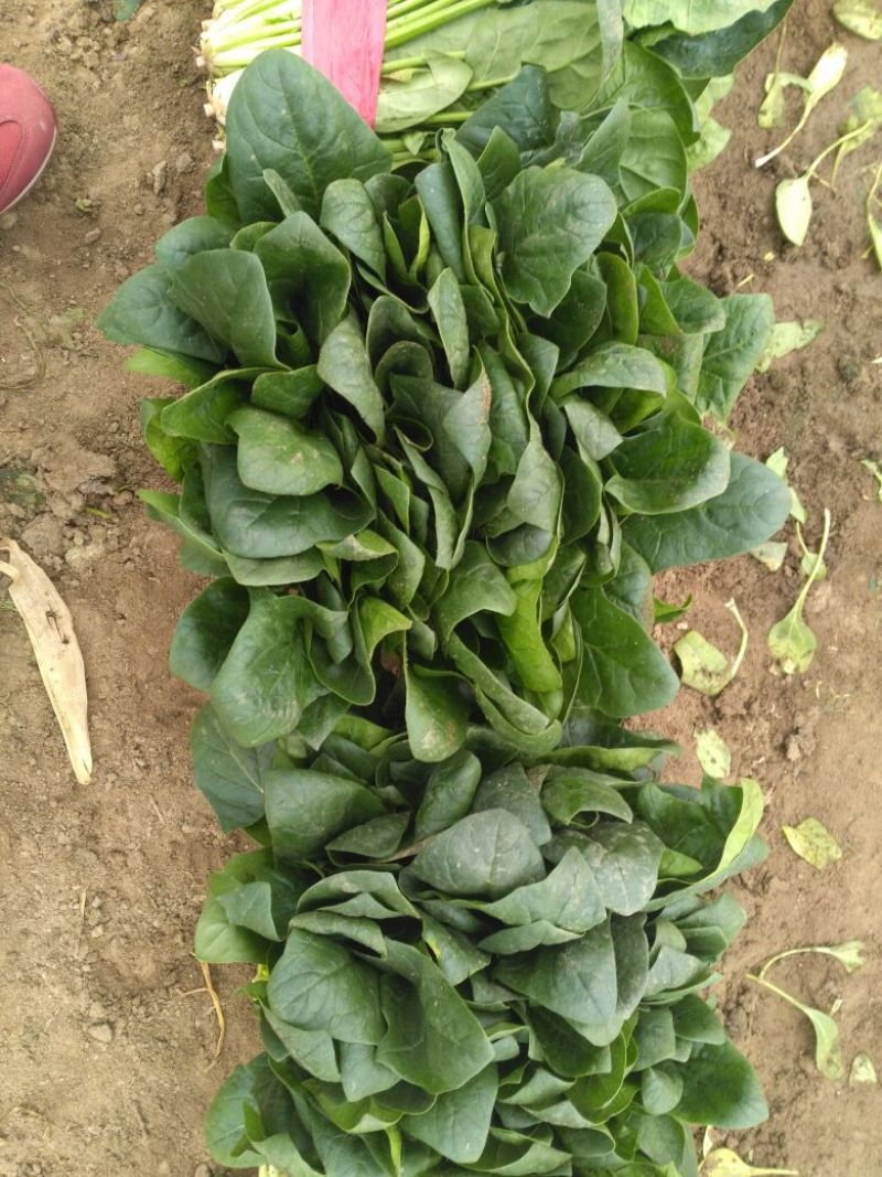 越冬菠菜20~25厘米
