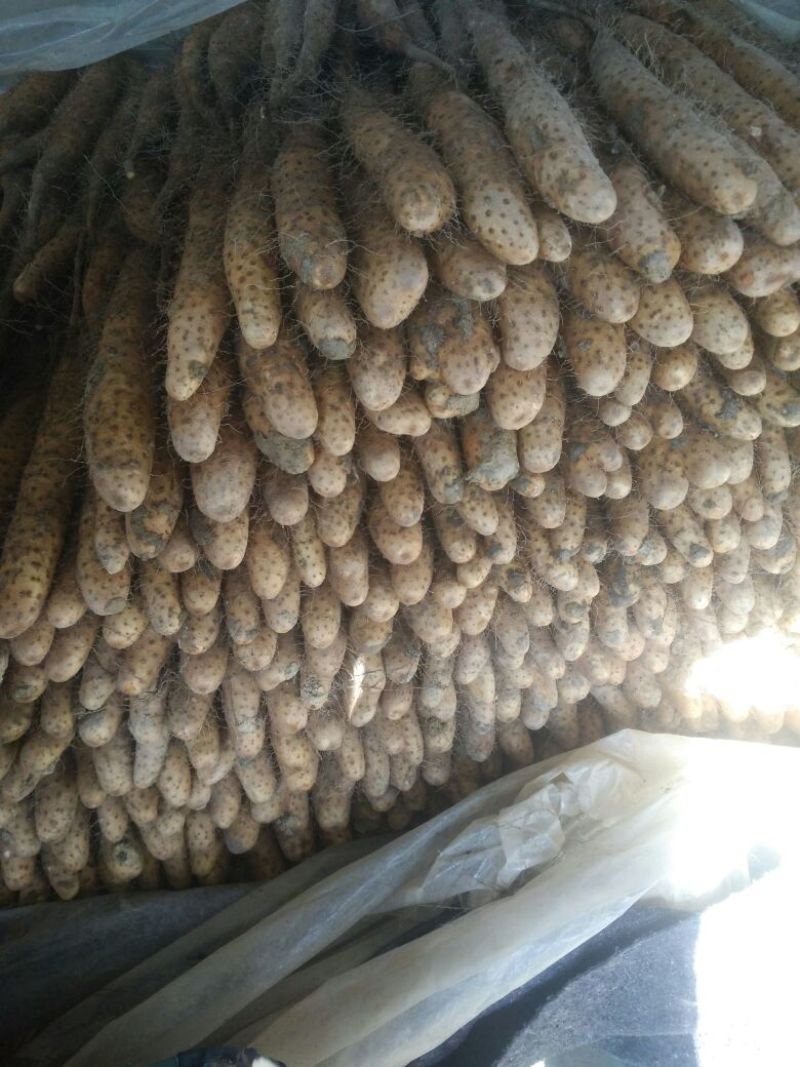 白玉山药3-5厘米通货30~35厘米
