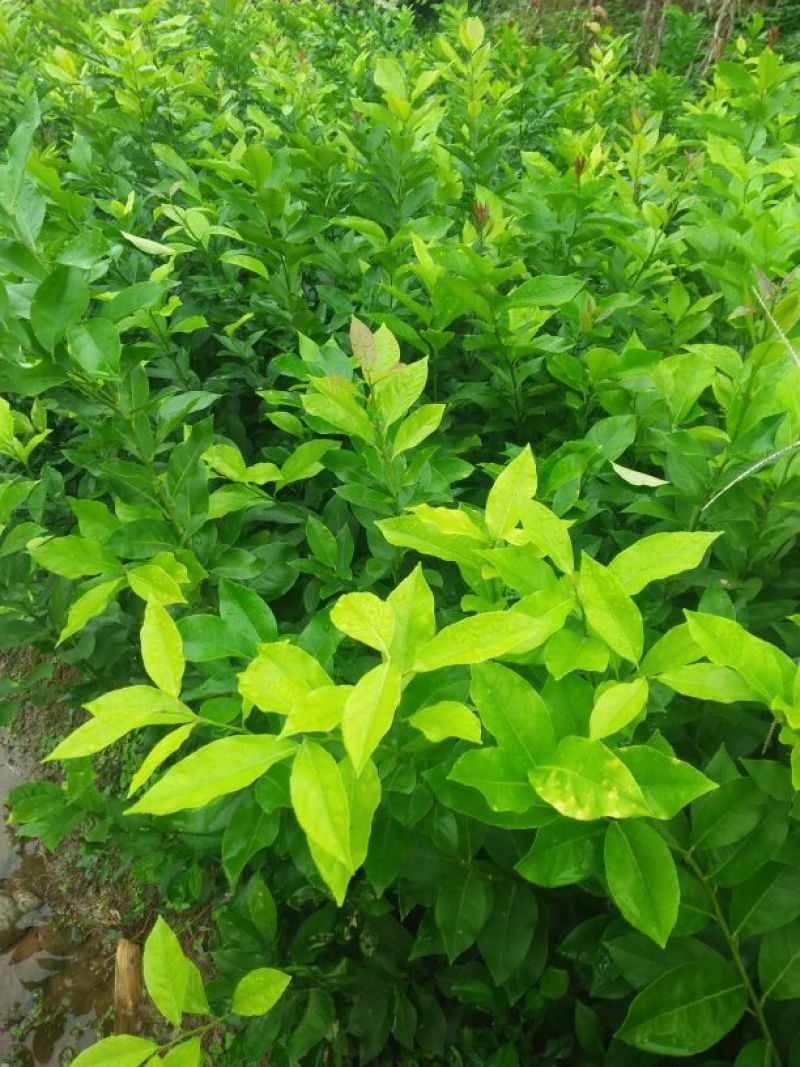 柠檬苗(基地直供，品种纯正，量大价优，苗高四十公分以上