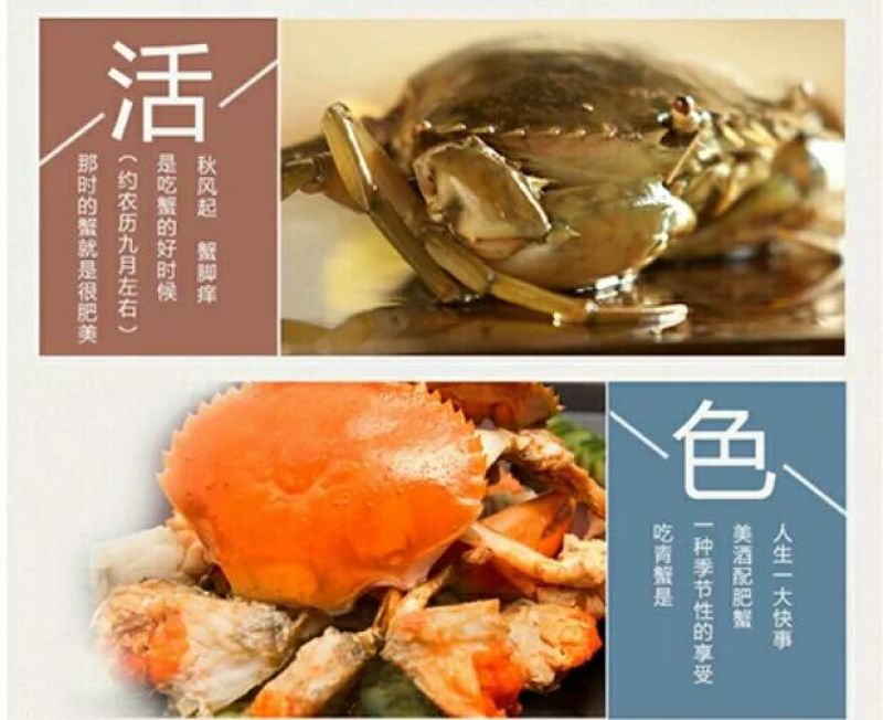 三门青蟹食用雌蟹