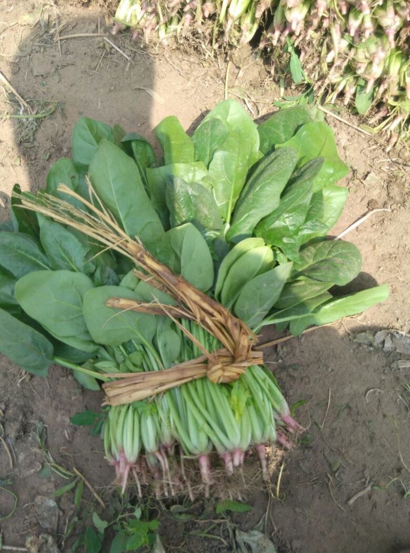 菠菜