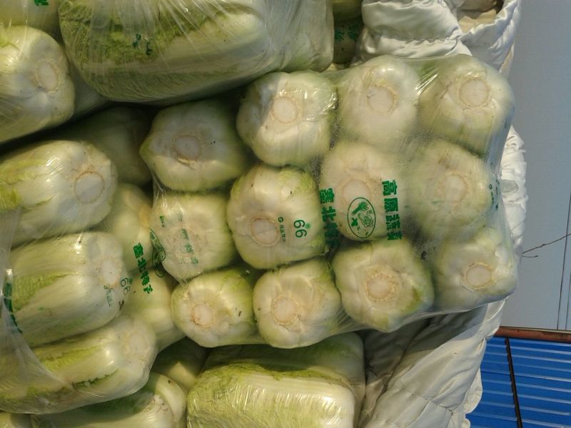山东精品黄心白菜产地直销大量供应北京新三号大白菜4~6斤