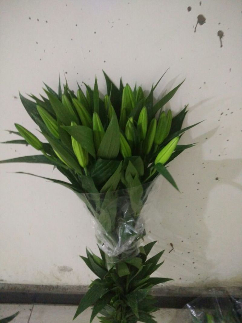 荷兰百合4以上