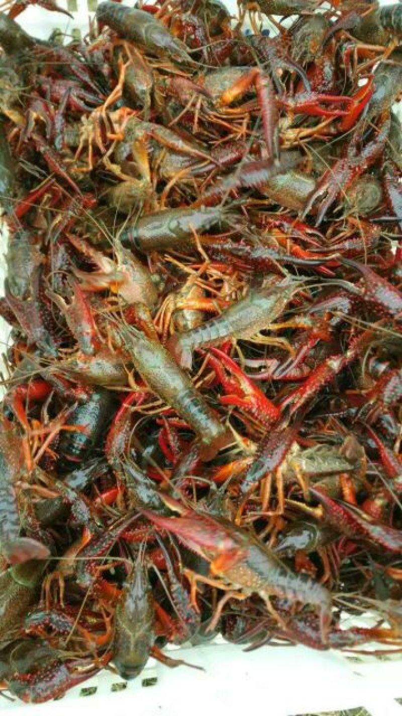 小龙虾食用4~6钱活虾