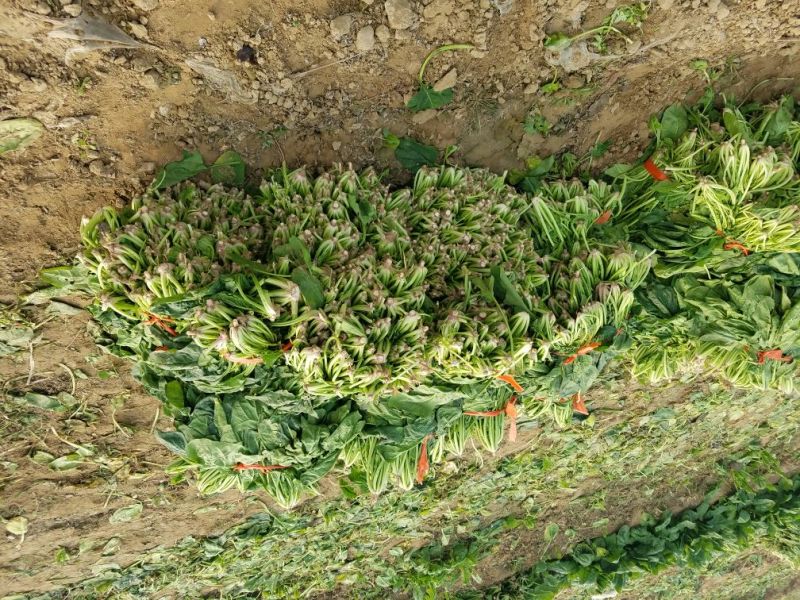 大叶菠菜20~25厘米