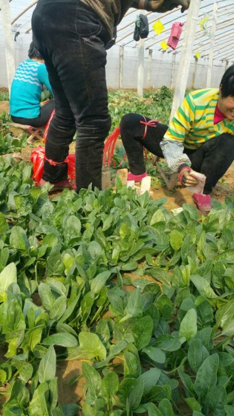 黑叶菠菜20~25厘米