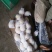 皇冠梨250~300g纸袋