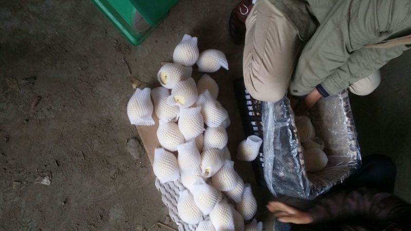 皇冠梨250~300g纸袋