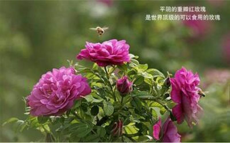 玫瑰花茶