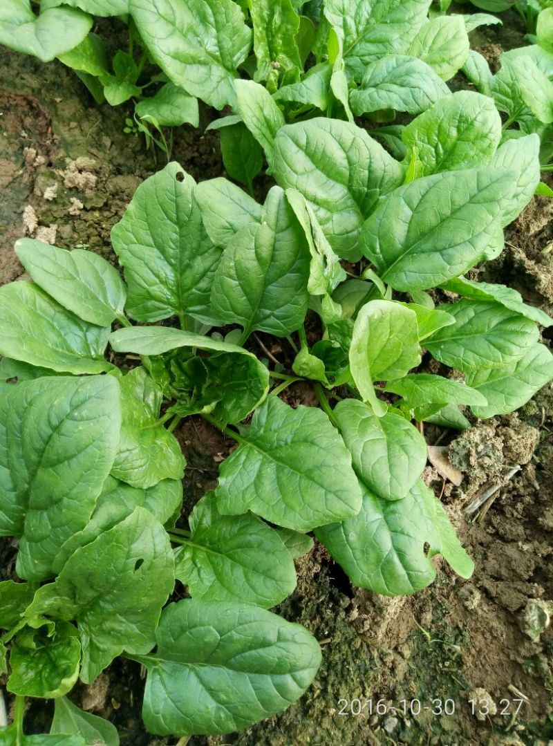 菠菜15~20厘米