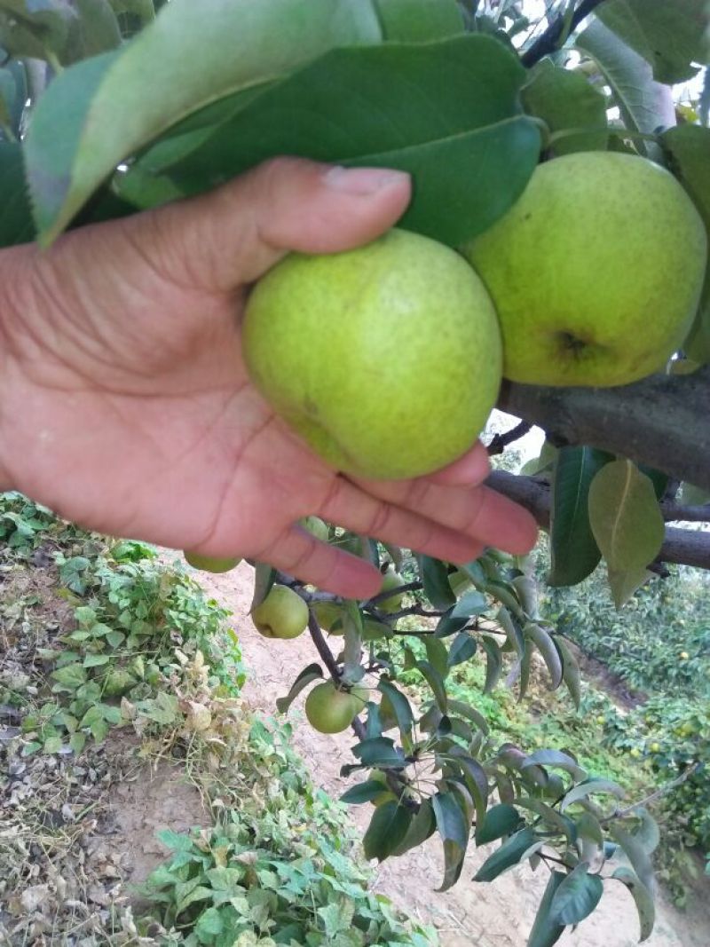 苹果梨500~550g纸箱