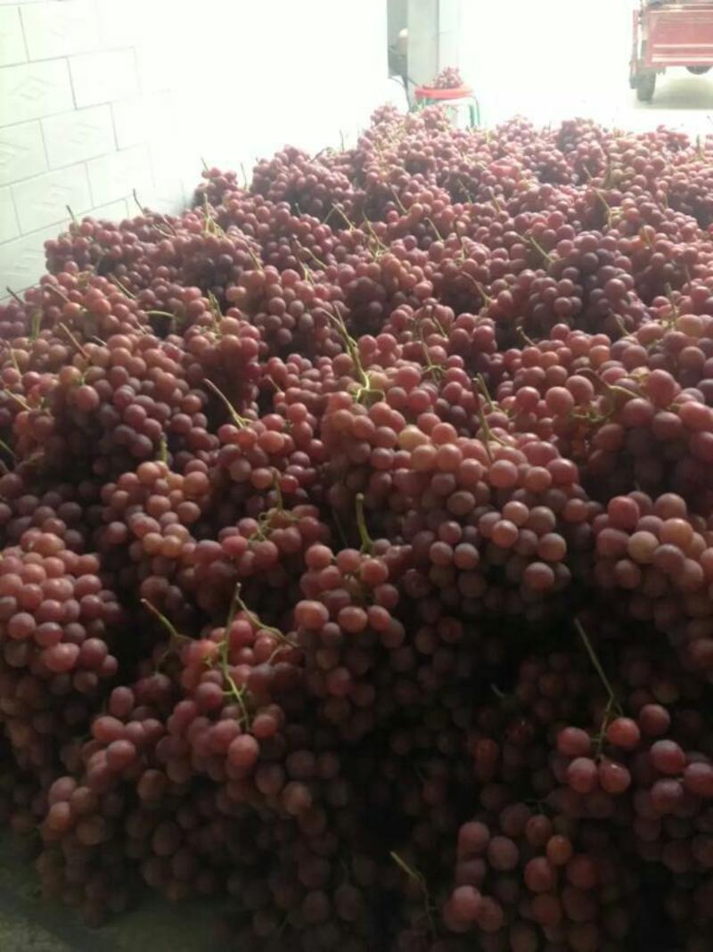 陕西渭南红提葡萄大量上市中-知农果业欢迎您