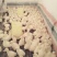 鹅苗250g以下