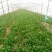黑叶菠菜15~20厘米