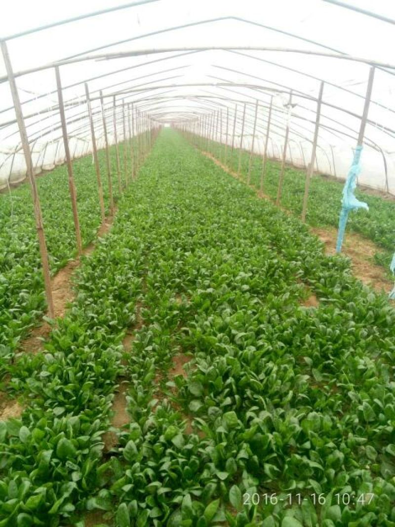 黑叶菠菜15~20厘米