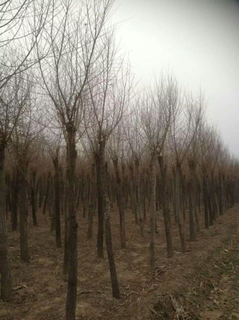 金叶榆8~10cm6~8cm3.5~4m