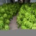 威廉斯香蕉七成熟