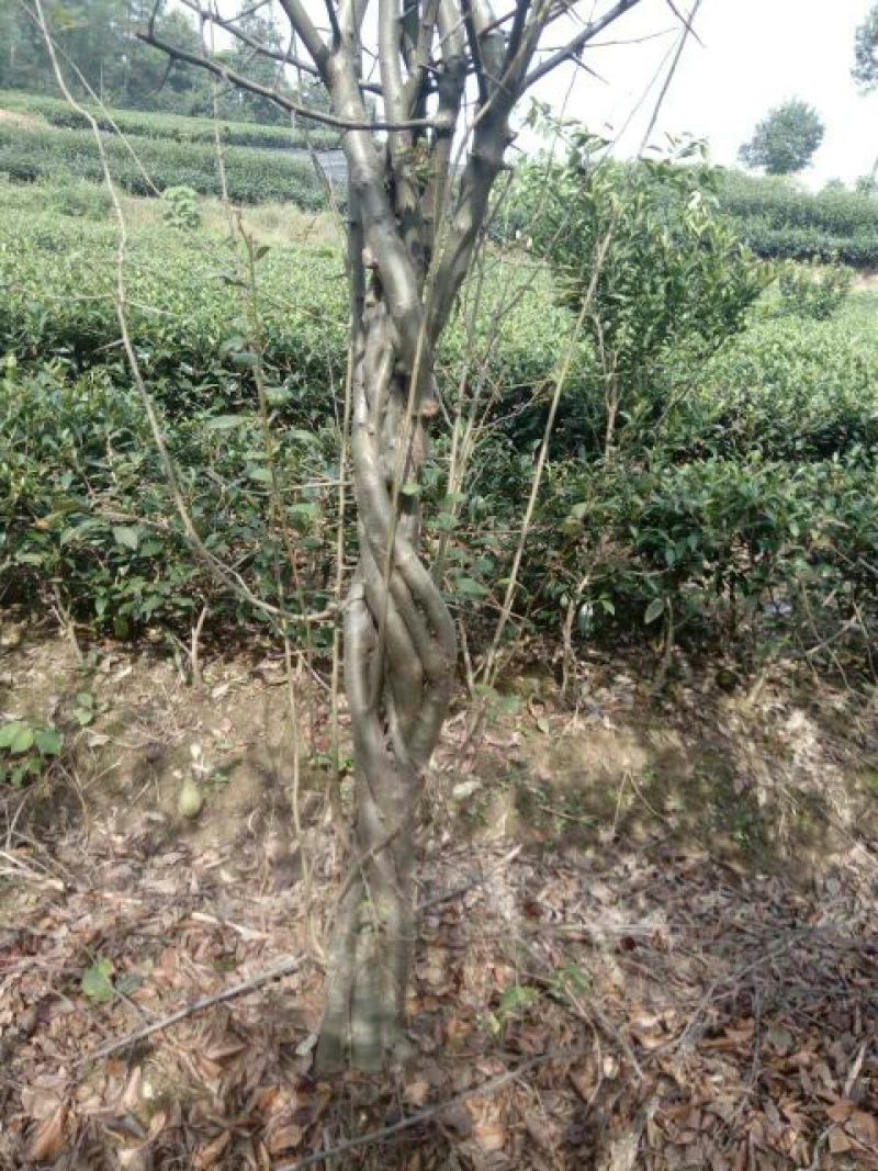 海棠2~4cm4~6cm4~6cm