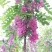 香花槐1~2米4~6cm4~6cm
