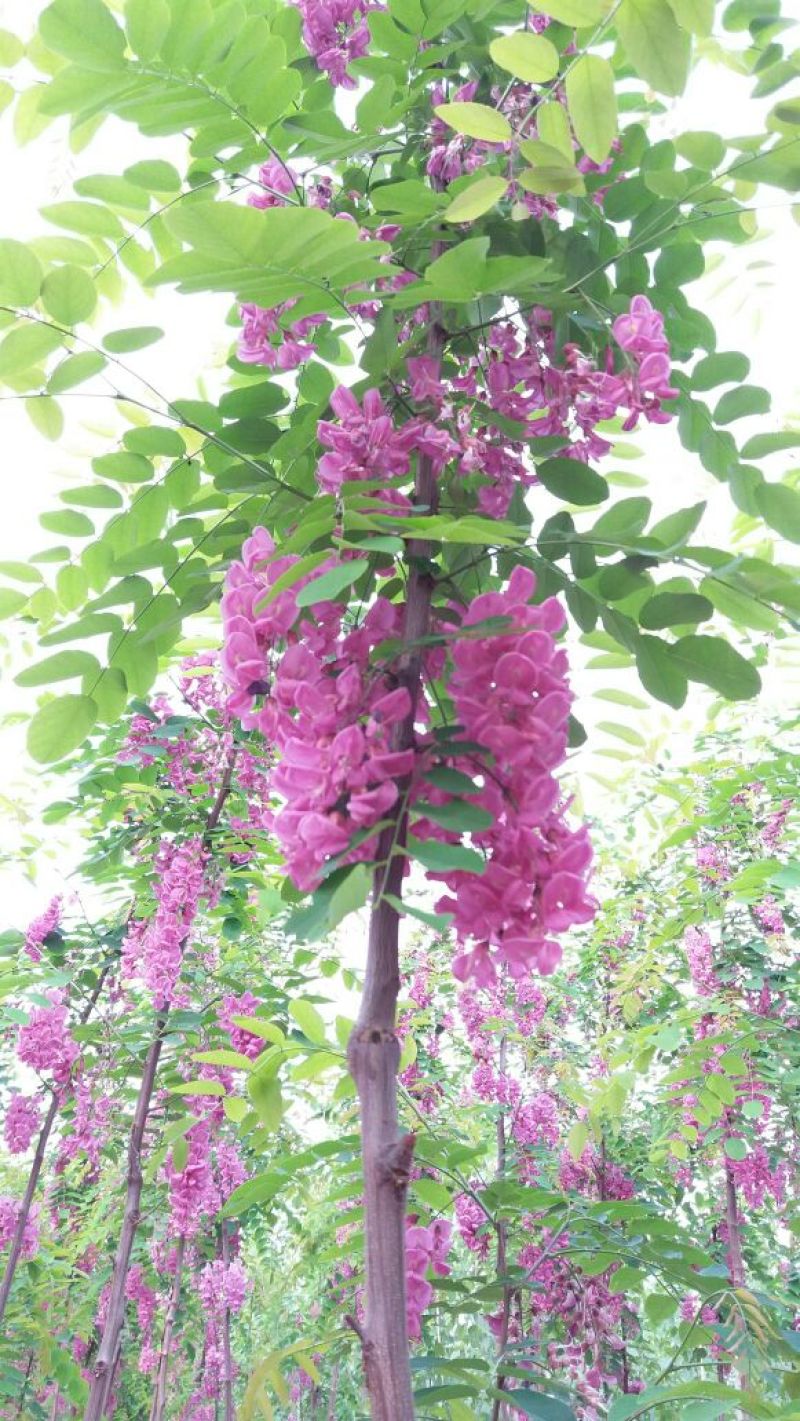 香花槐1~2米4~6cm4~6cm