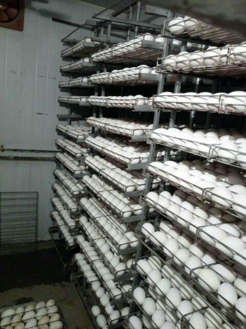 皖西白鹅苗250g以下
