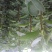 梨树苗1~4cm80cm以上